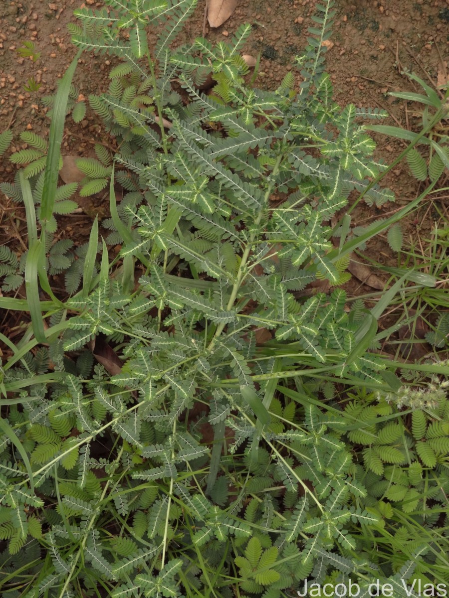 Phyllanthus amarus Schumach. & Thonn.
